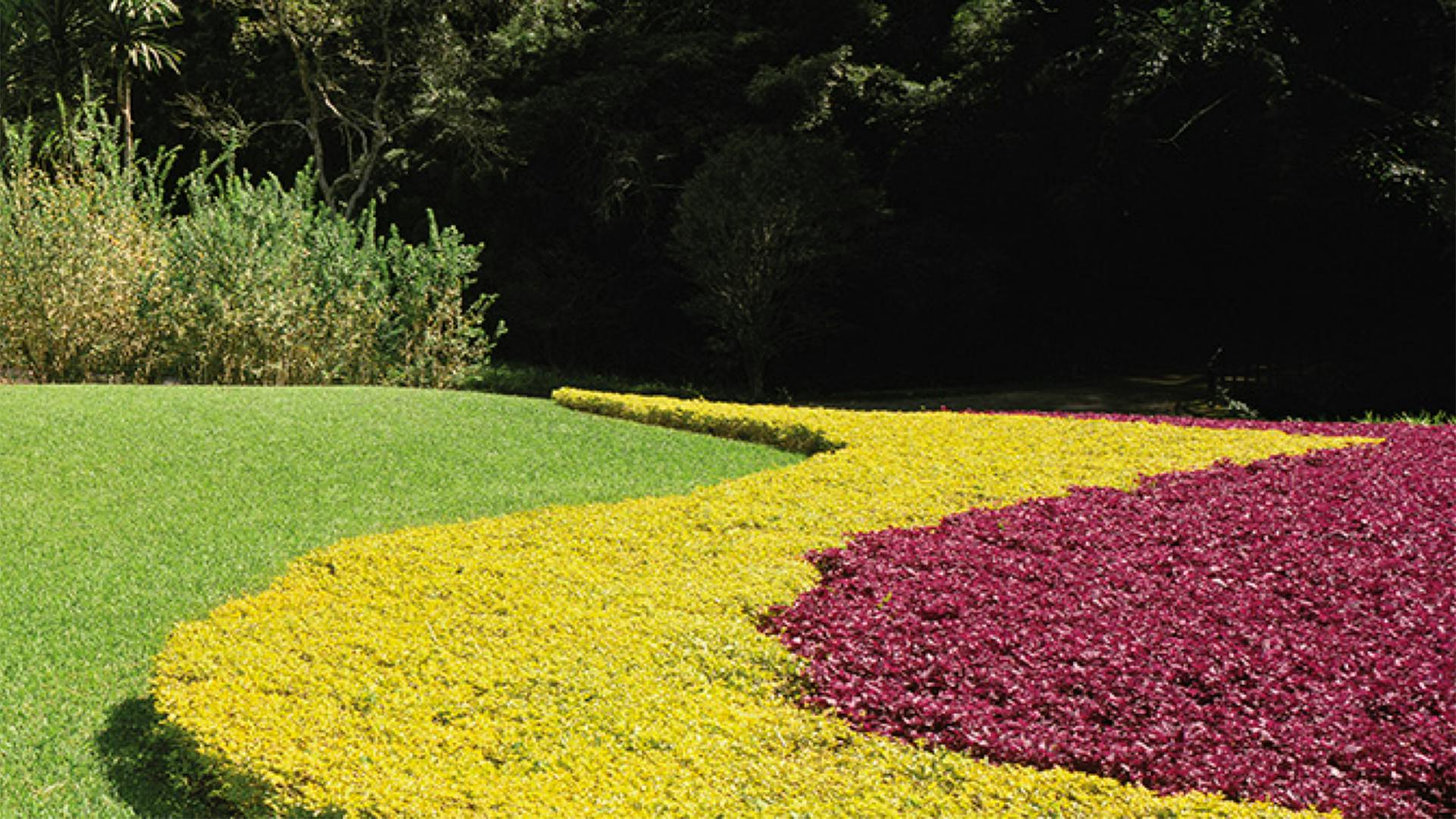 como abertura da seção do instituto, e com ela a imagem de um jardim com paisagismo do burle marx, com diversos tons de verde em contraste com um roxo violáceo a direita da imagem.